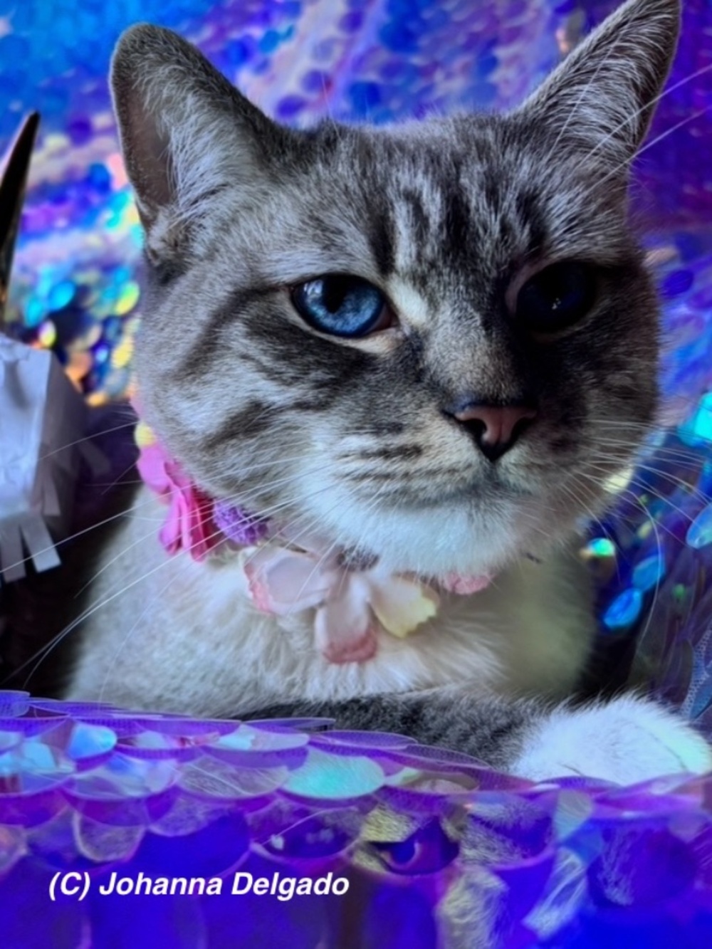 Pastels Floral Cat choker